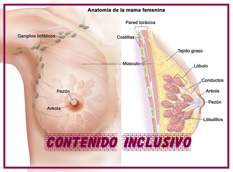 anatomía inclusivo hf