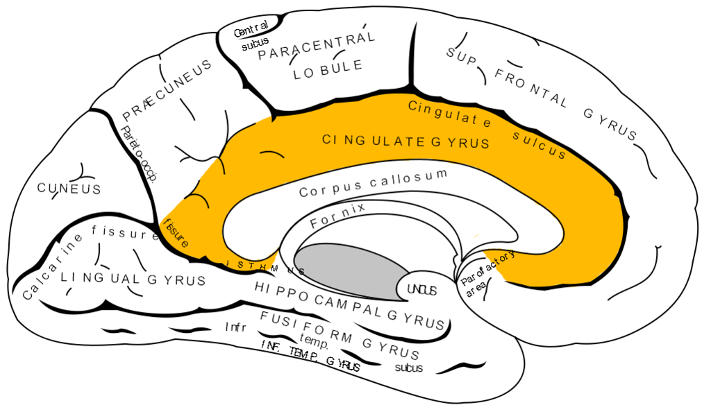 giro cerebral 